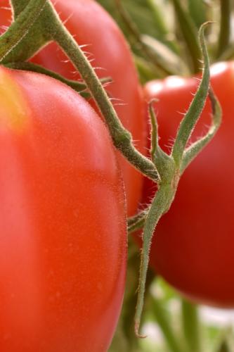 Tomate001